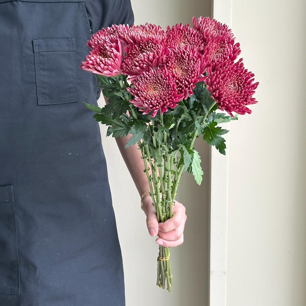 Chrysanthemums - Ball Andrea Red