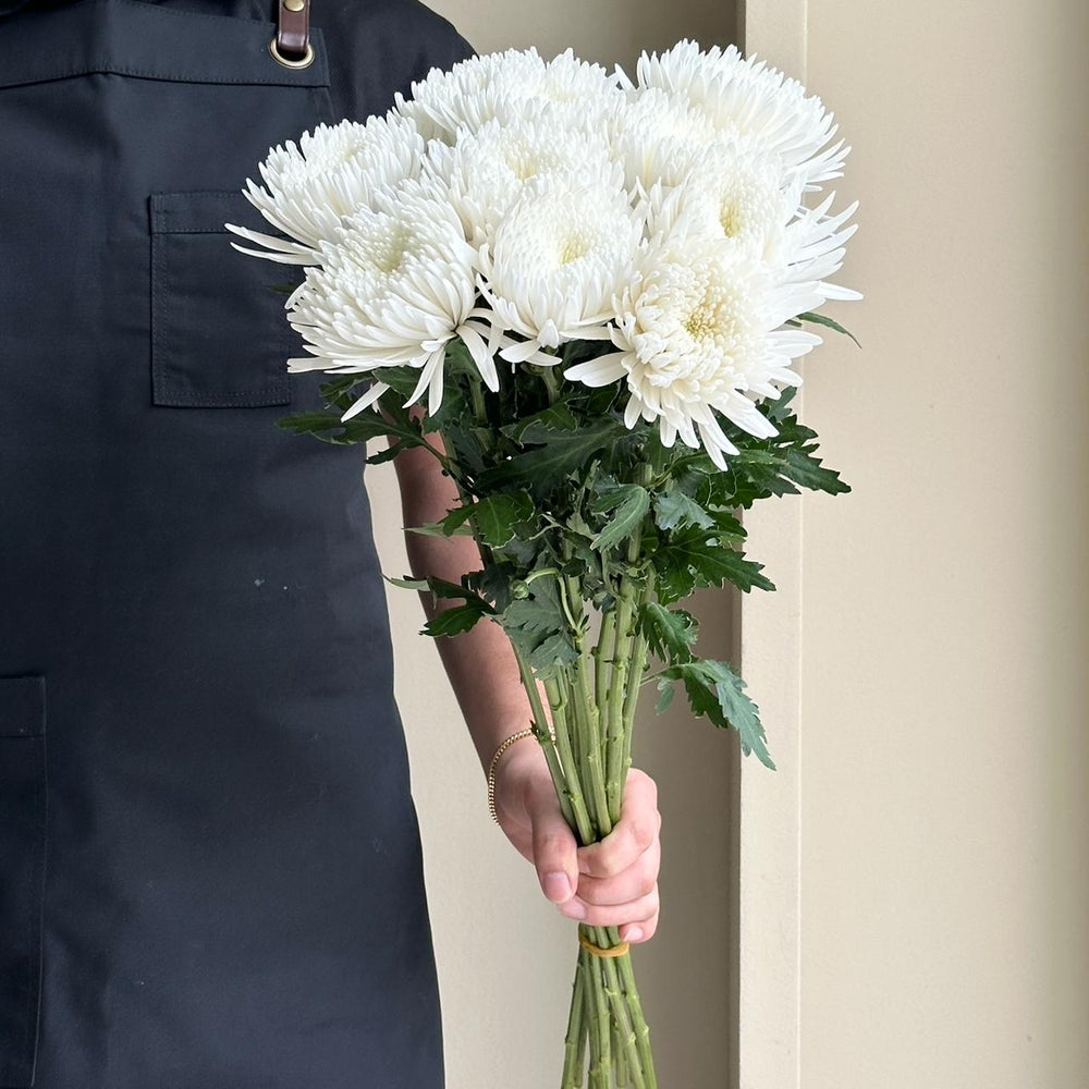 Chrysanthemums - Topspin White