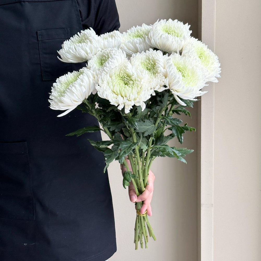 Chrysanthemums - Single Magnum White