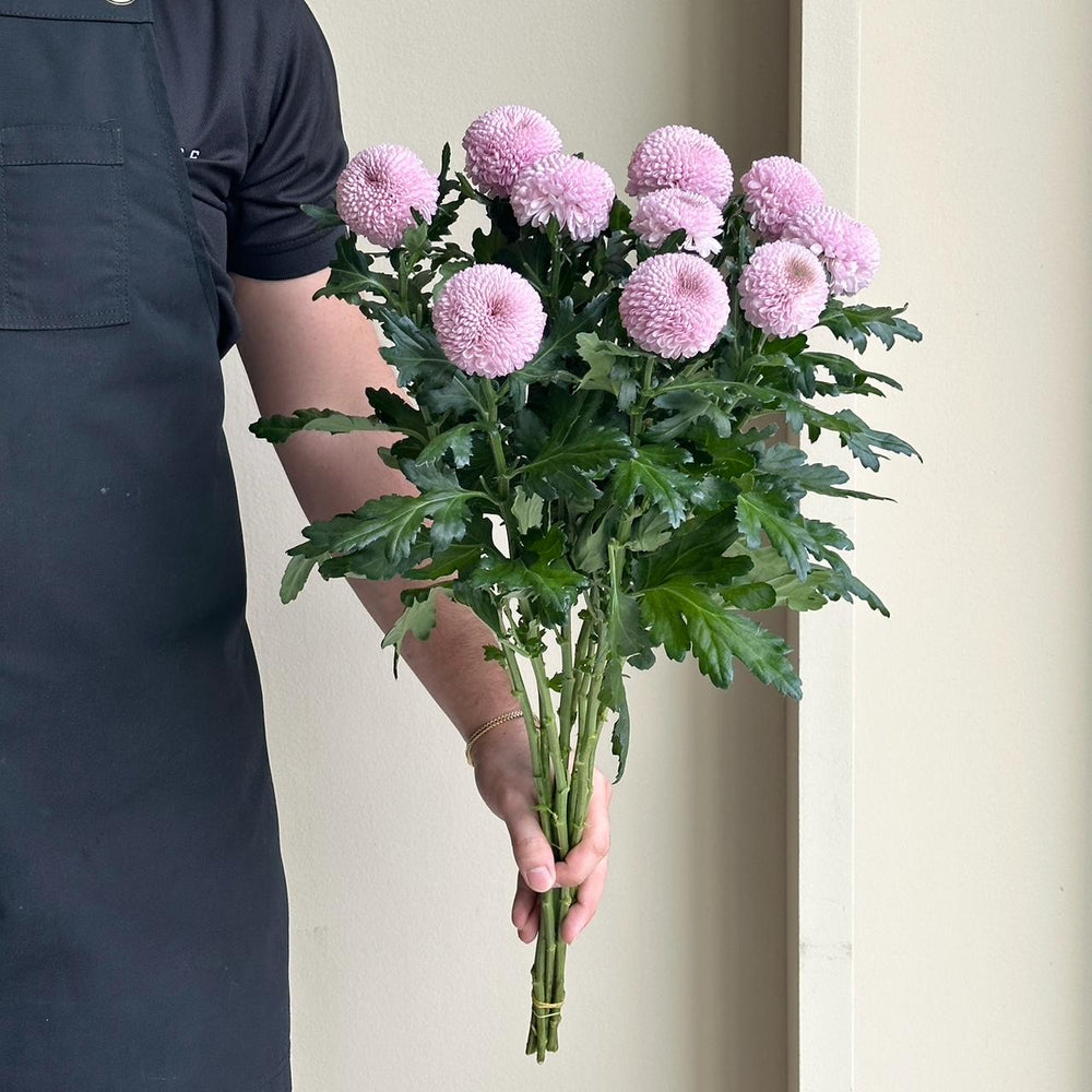 Chrysanthemums - Momoko Pink