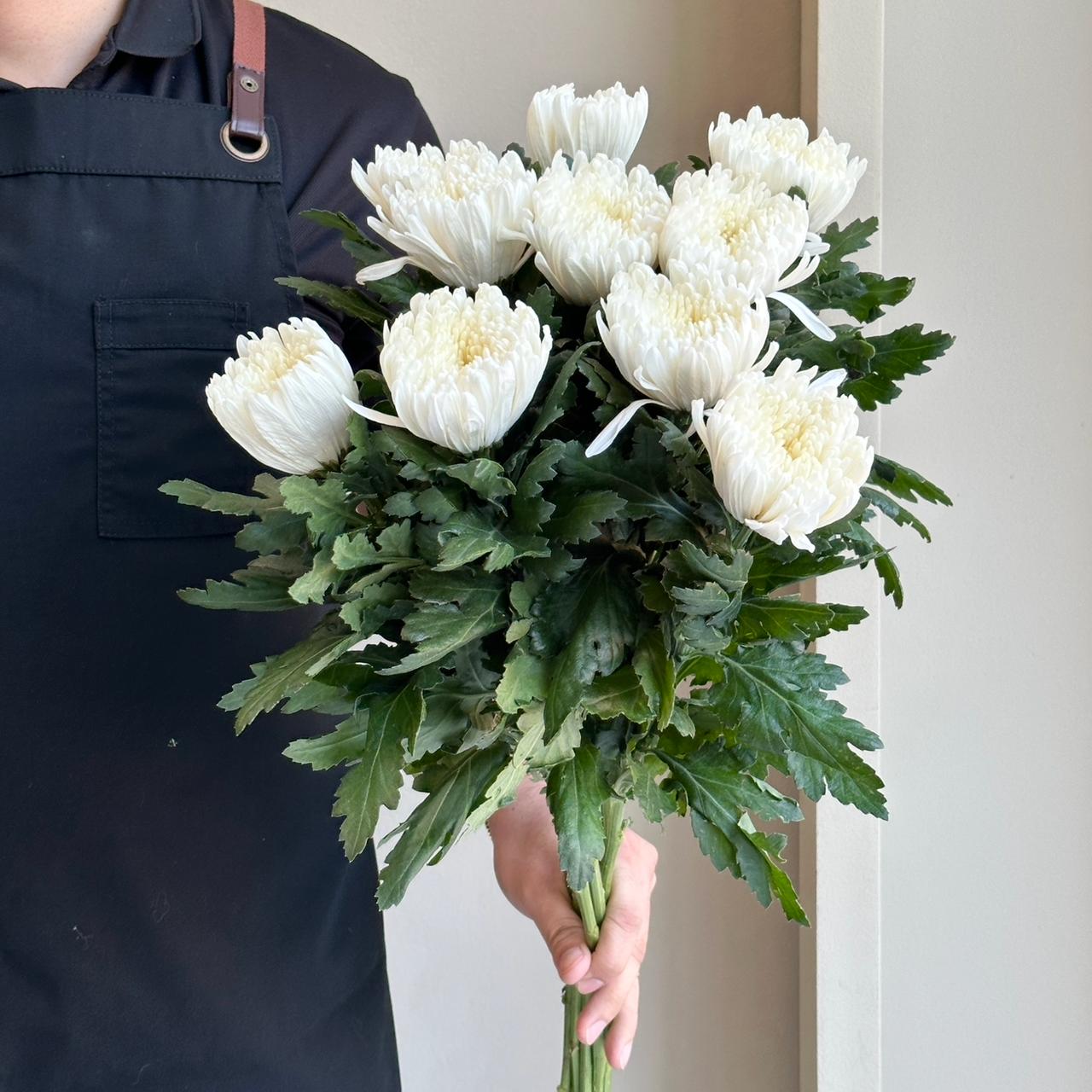 Chrysanthemums - Salvador White