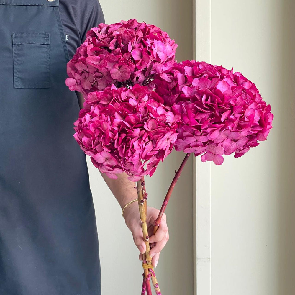Preserved Dried Hydrangea - Cerise Pink XL
