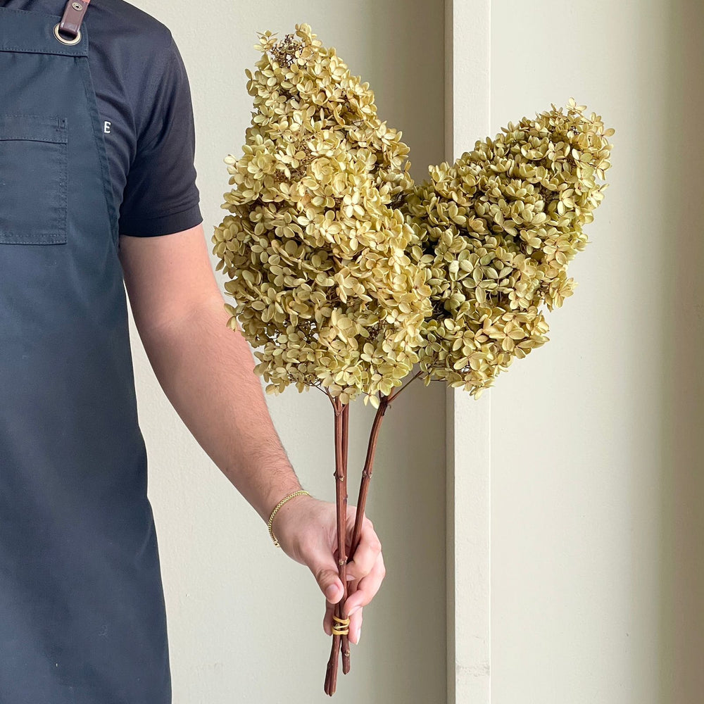 Preserved Dried Hydrangea - Paniculata Brown