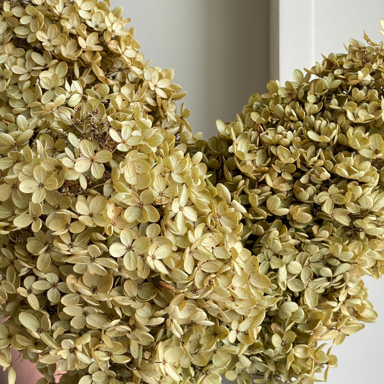 Preserved Dried Hydrangea - Paniculata Brown