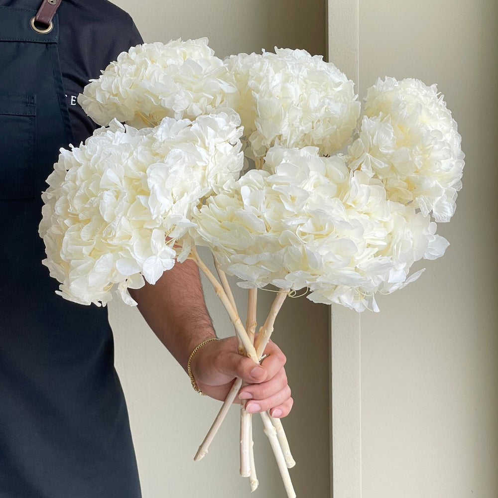 Preserved Dried Hydrangea - Bleach White