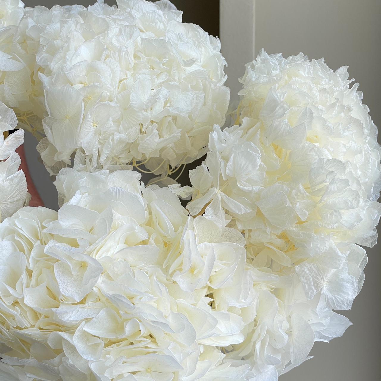 Preserved Dried Hydrangea - Bleach White