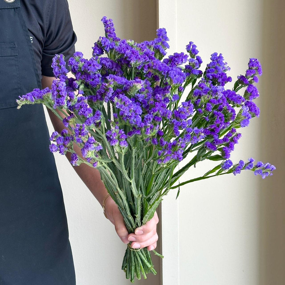 Statice - Purple Dark