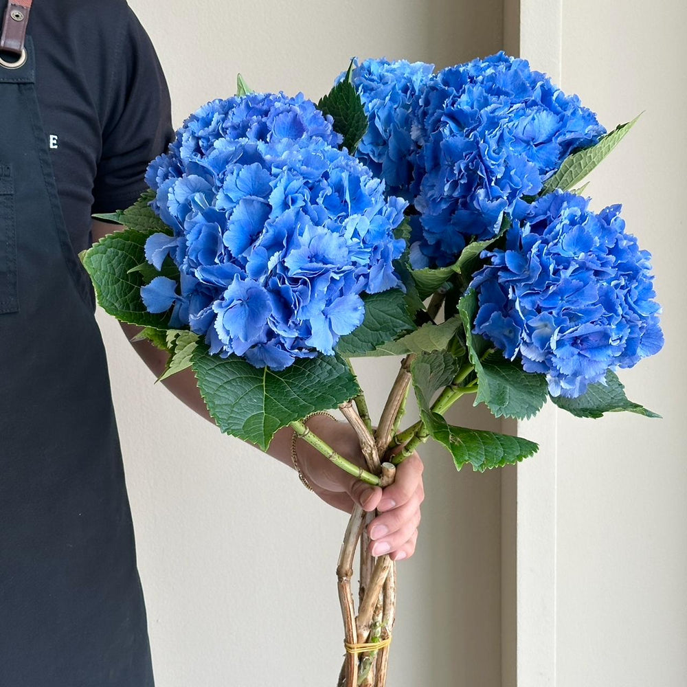 Hydrangeas - Royal Parade