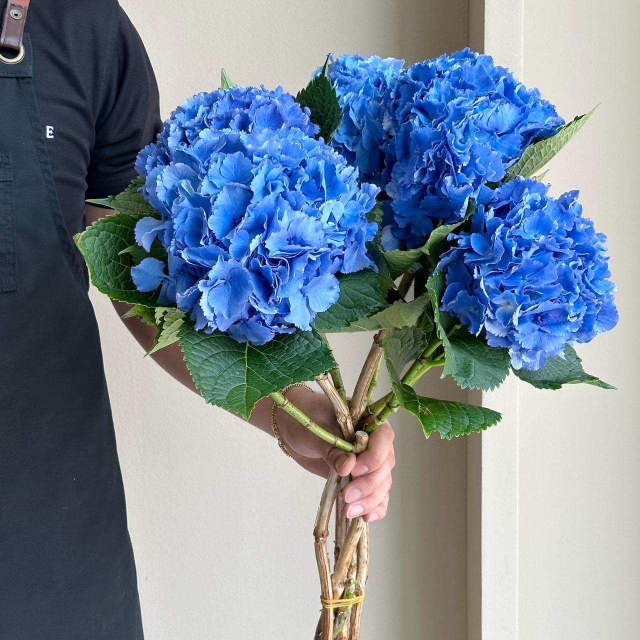 Hydrangeas - Royal Parade