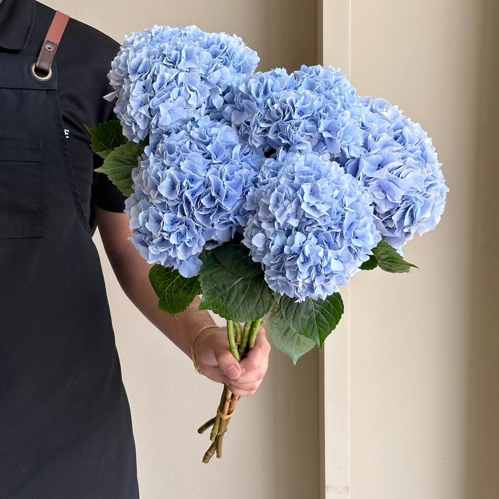 Hydrangeas - Magical Blue Floyd