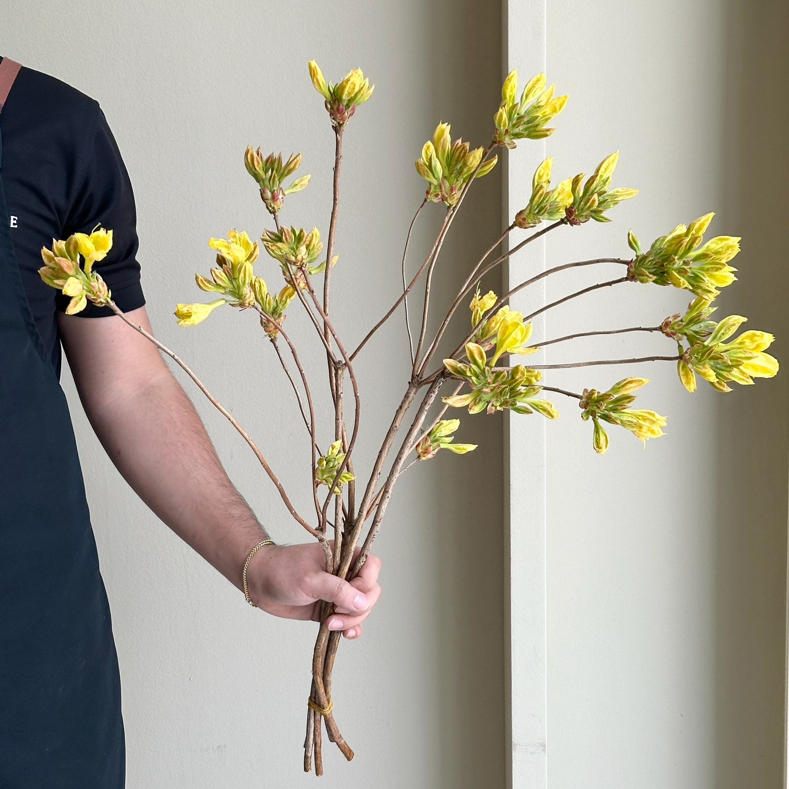 Rhodo Azalea - Yellow (60cm)