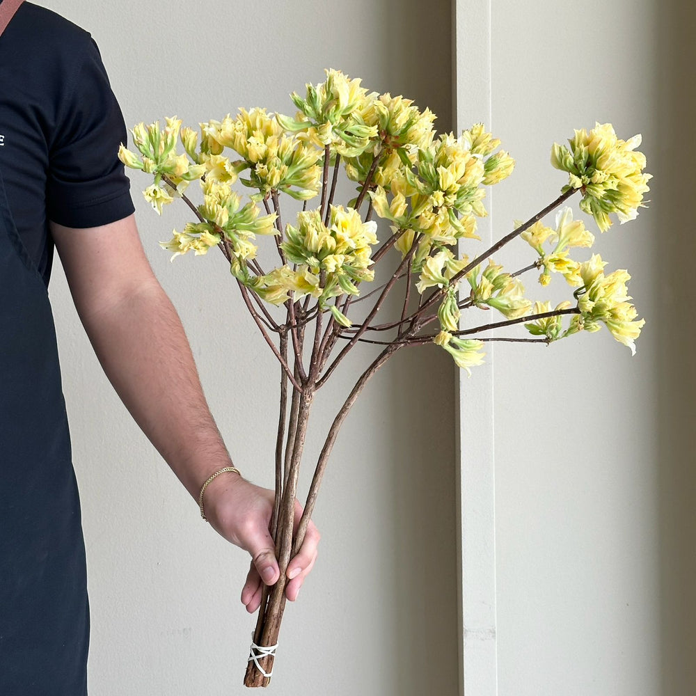 Rhodo Azalea - Light Yellow (60cm)