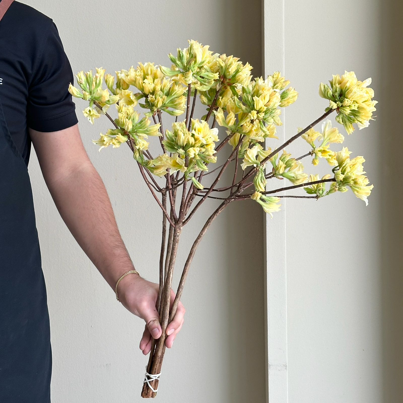 Rhodo Azalea - Light Yellow (60cm)