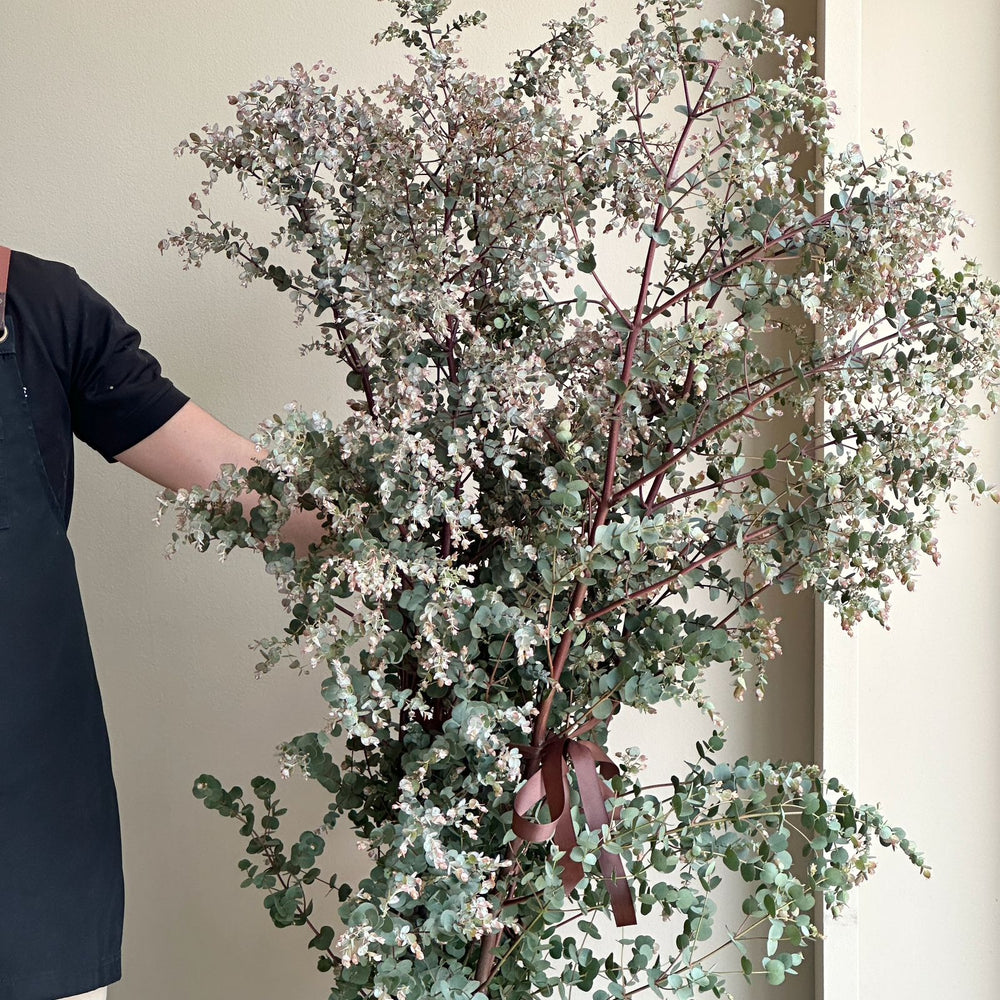 Eucalyptus Cinerea Azura Spray Extra Extra Large