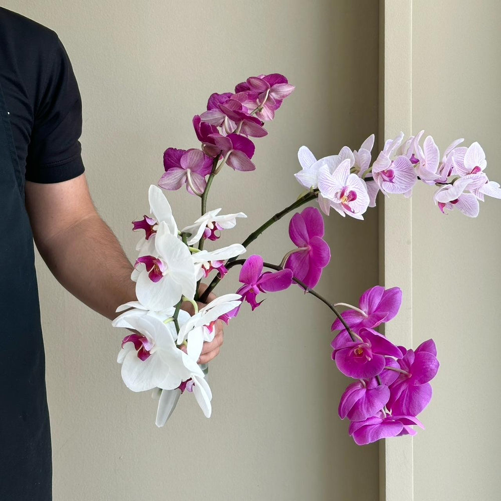 Phalaenopsis Orchid Mini - Novelty Mix (4 stem)