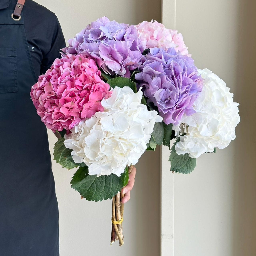 Hydrangeas - Cotton Candy Mix