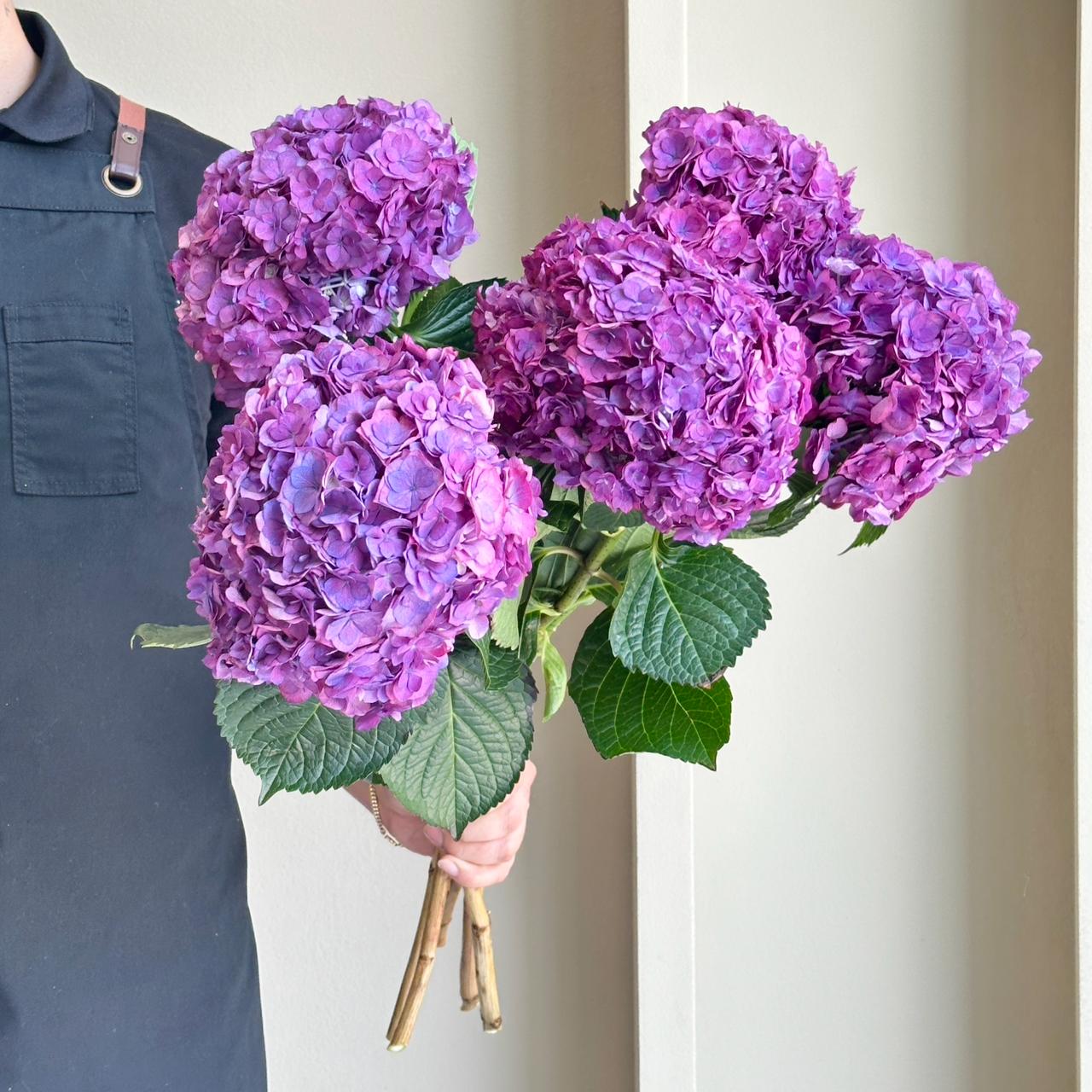 Hydrangeas - Royal Anastasia Purple