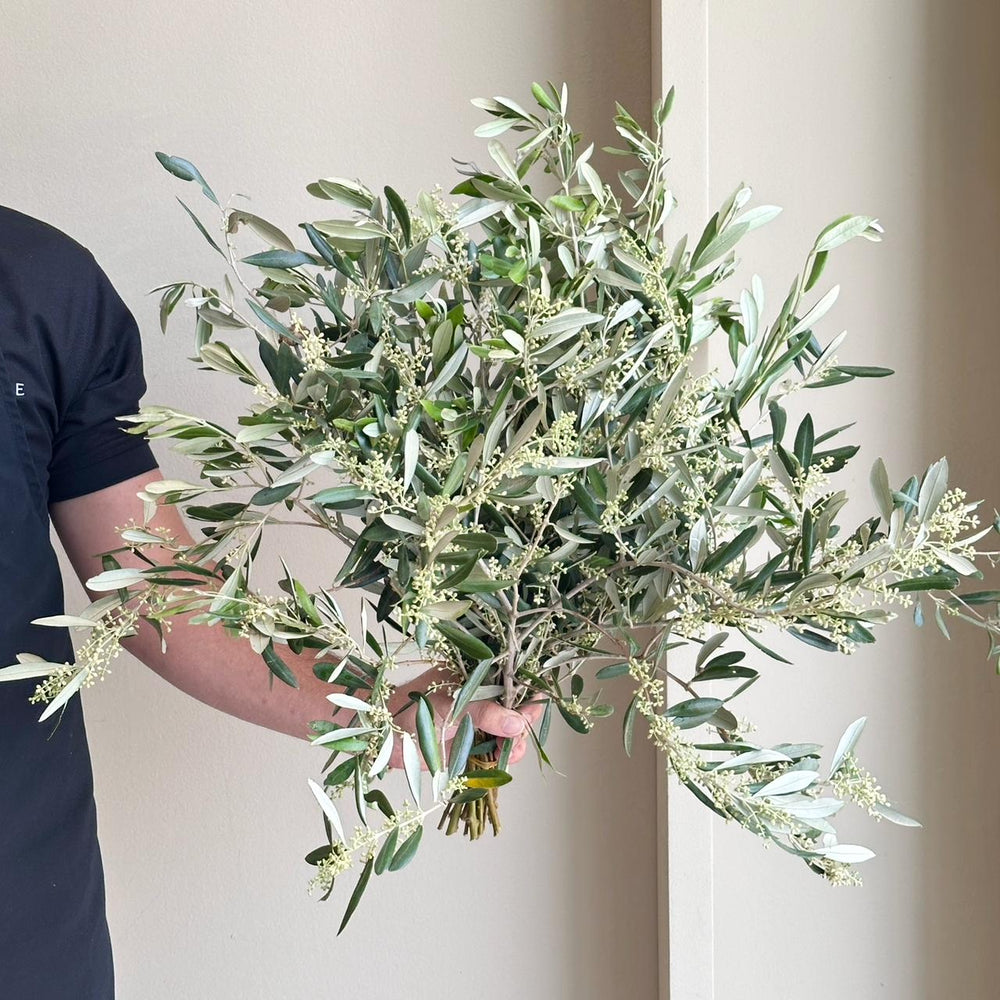 Olive Branches