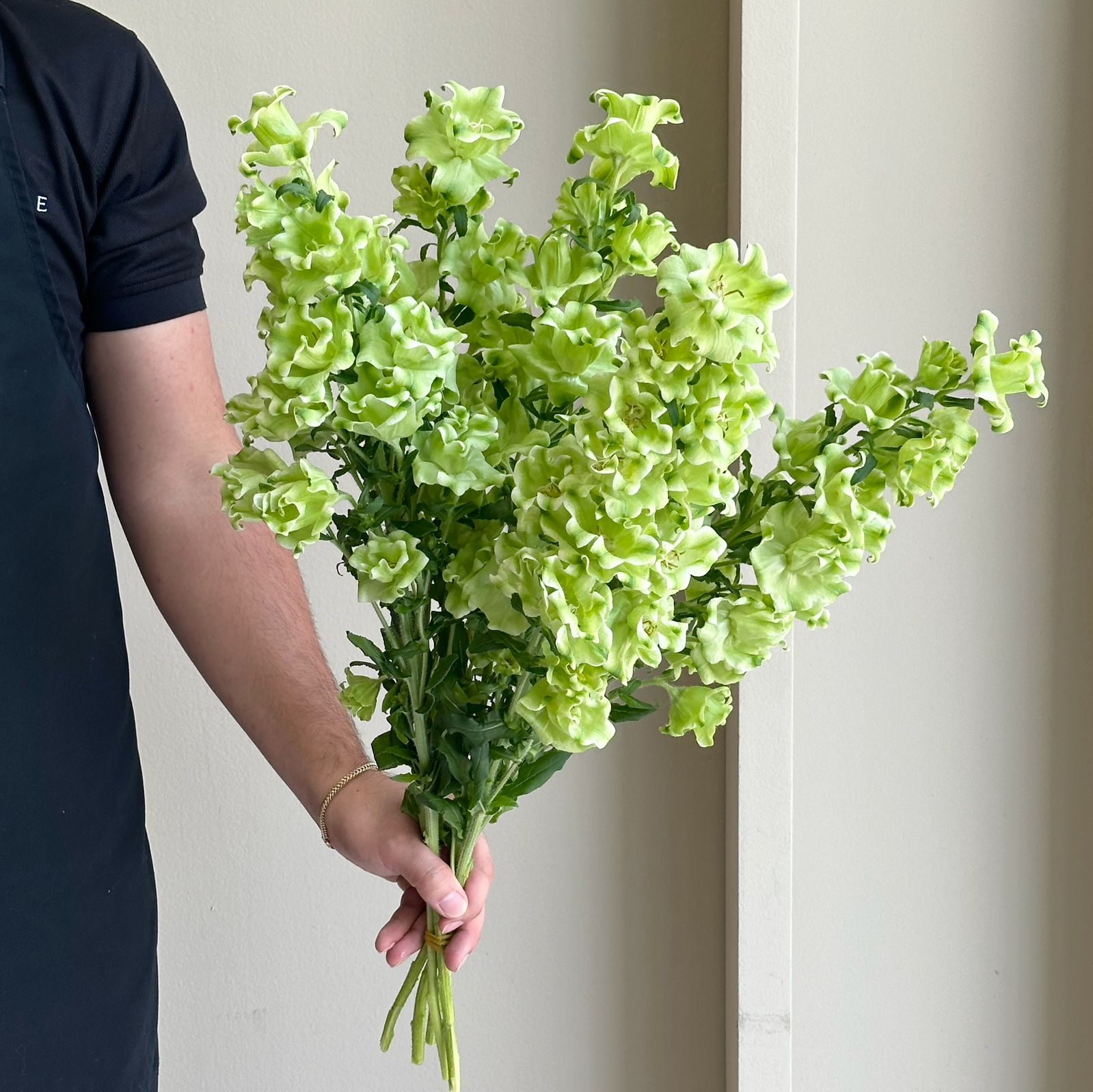 Campanula Evergreen White
