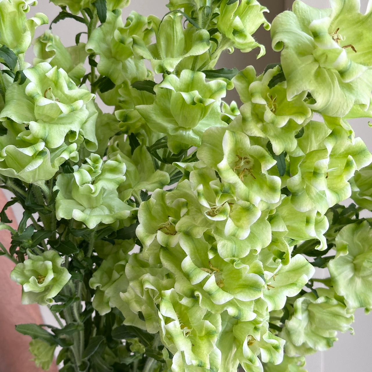 Campanula Evergreen White