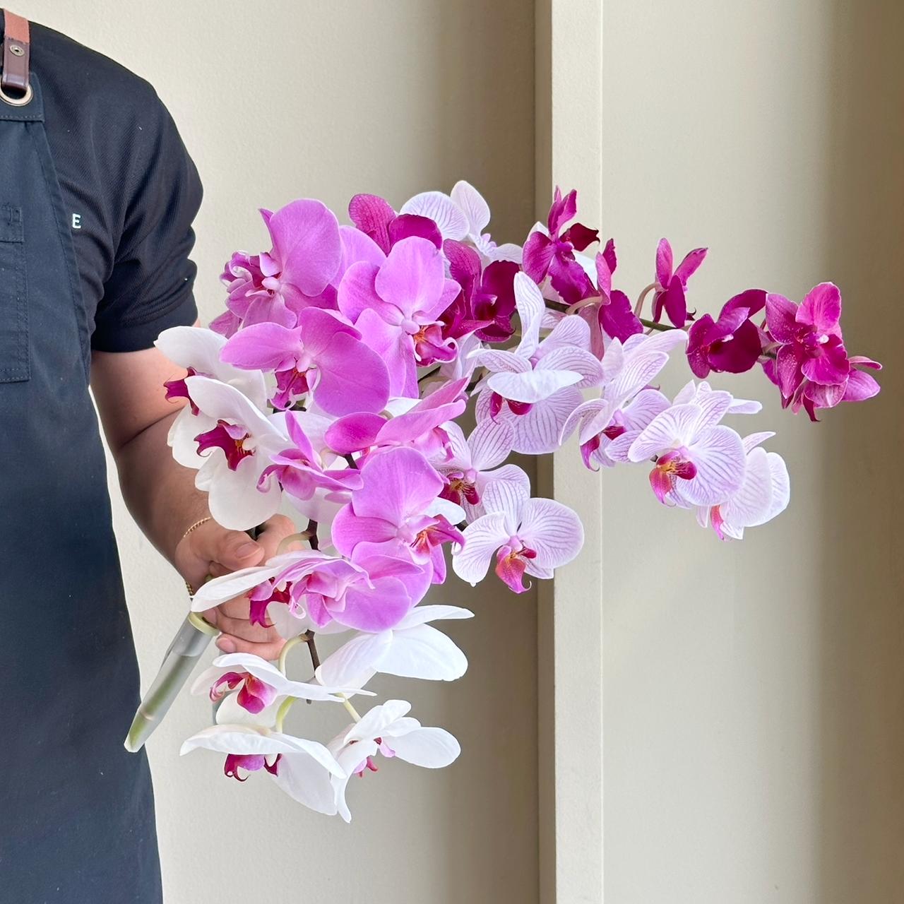 Phalaenopsis Orchid Mix - Cerise Magenta (4 stems)