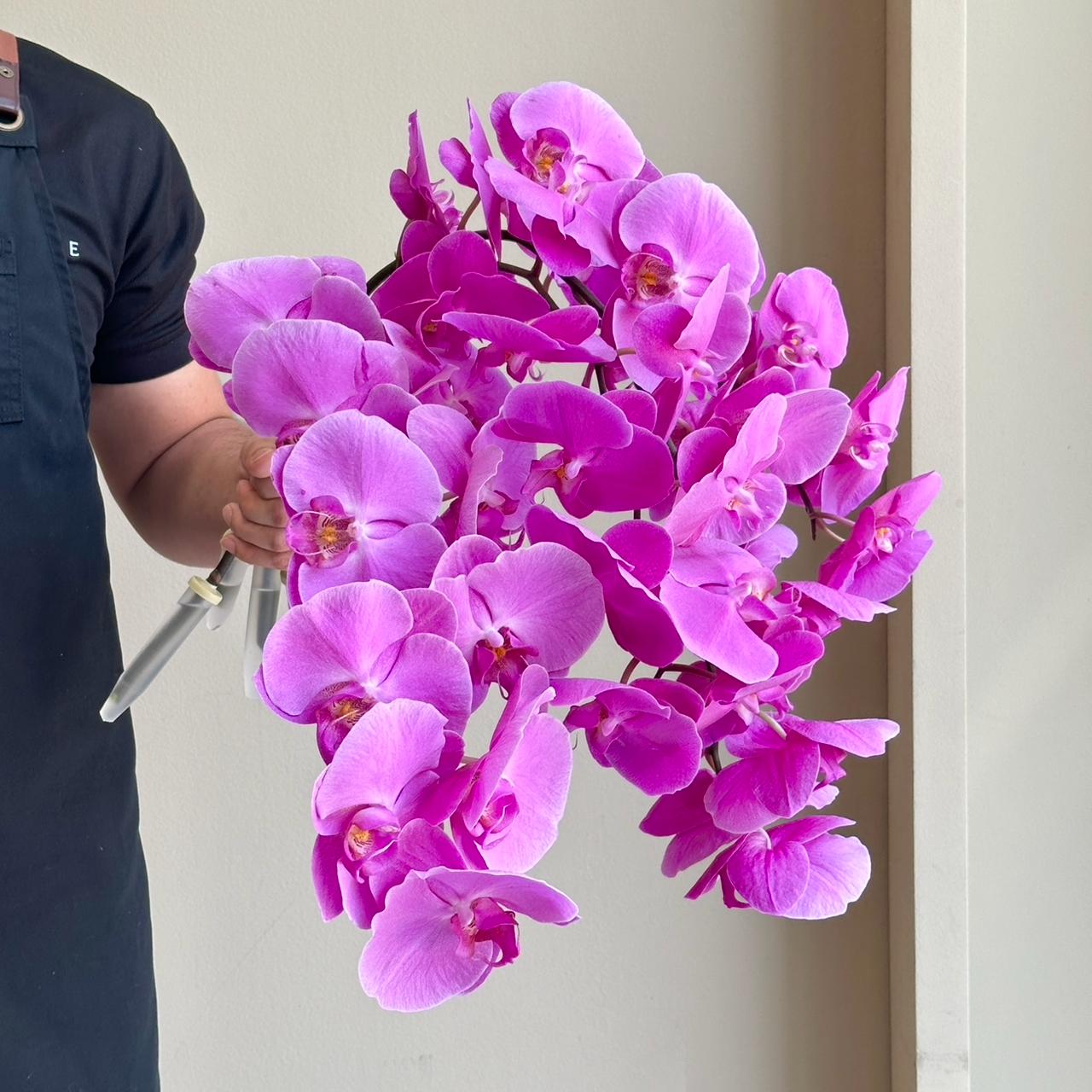 Phalaenopsis Orchid - Purple (4 Stem)