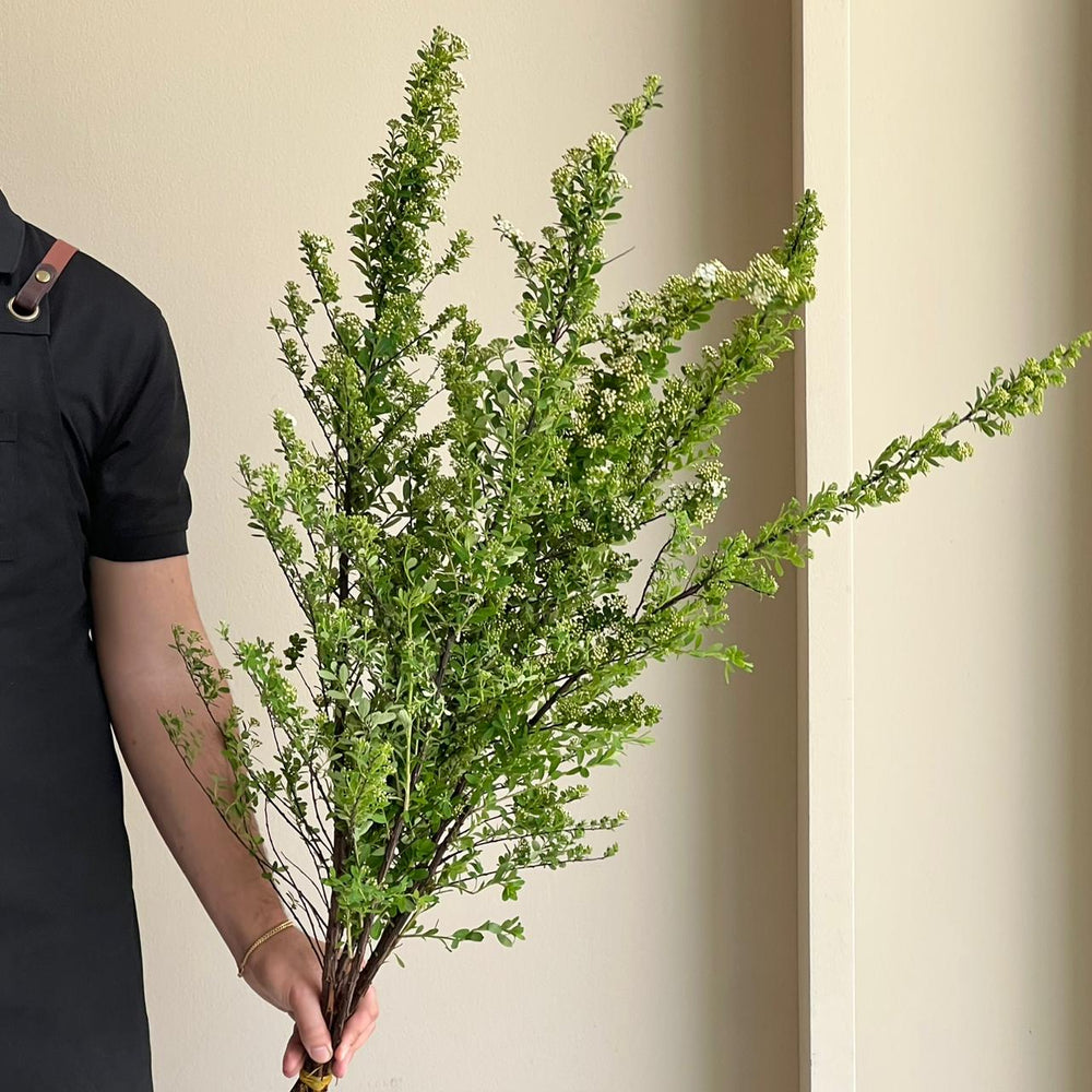 Blossoming Snowmountain Spiraea (5 Stem)