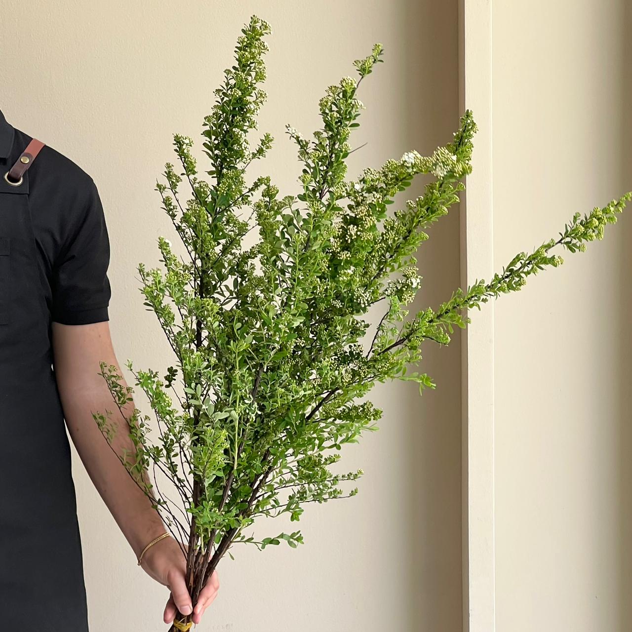 Blossoming Snowmountain Spiraea (5 Stem)
