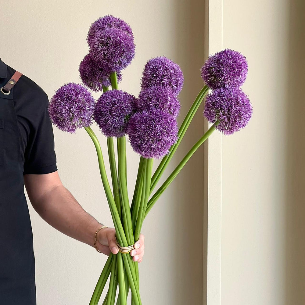 Alliums - Grootbloemig Purple