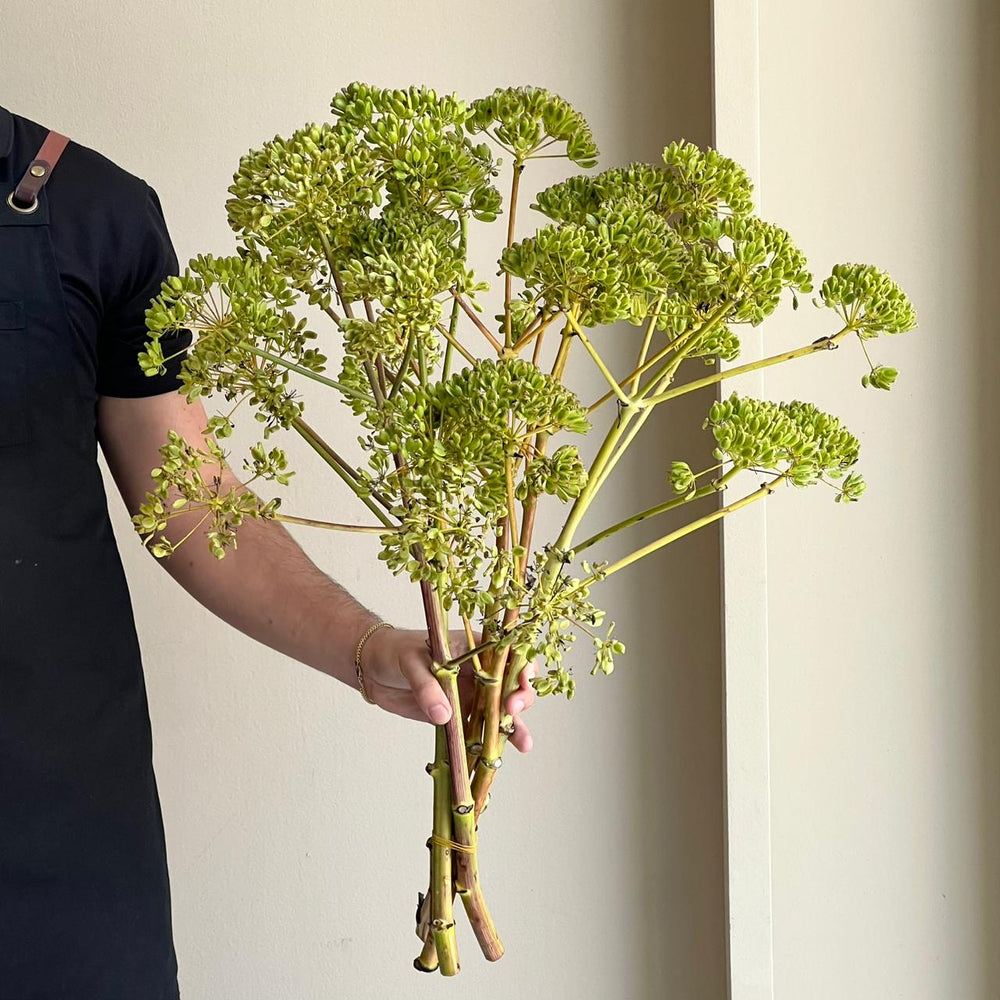 Fennel Flower Branch