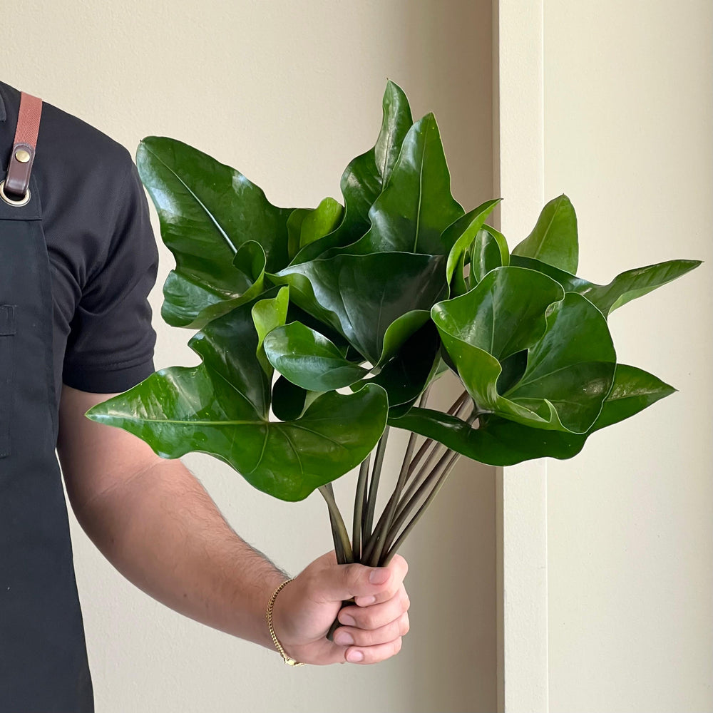 Anthuriums - Heart Blade