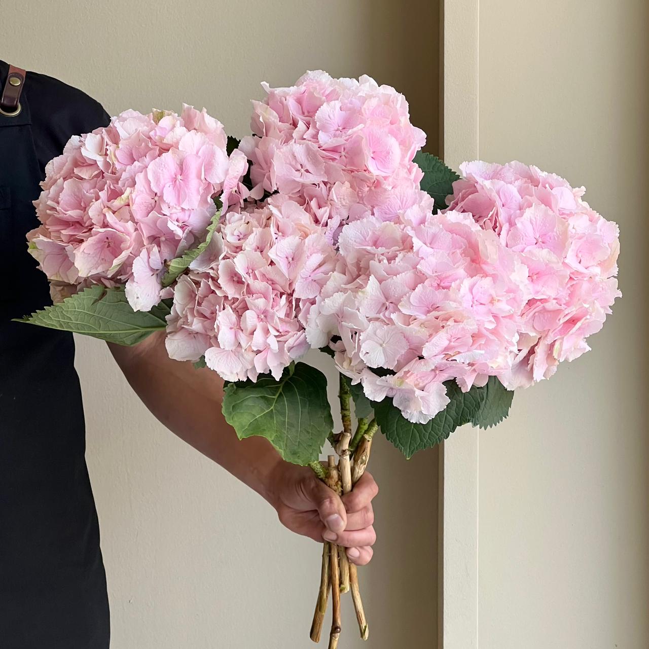 Hydrangeas - Verena Light Pink