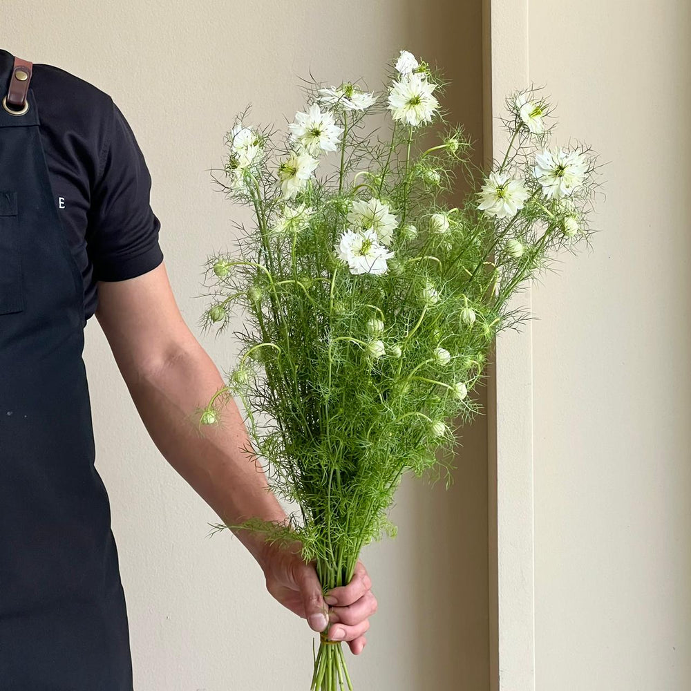 Nigella Damascena White