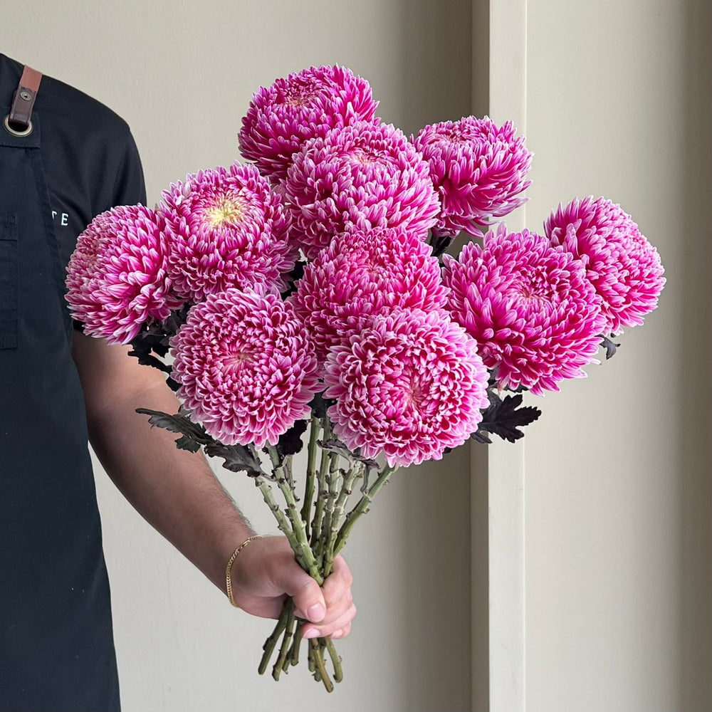 Chrysanthemum Peony - Mauve Pink