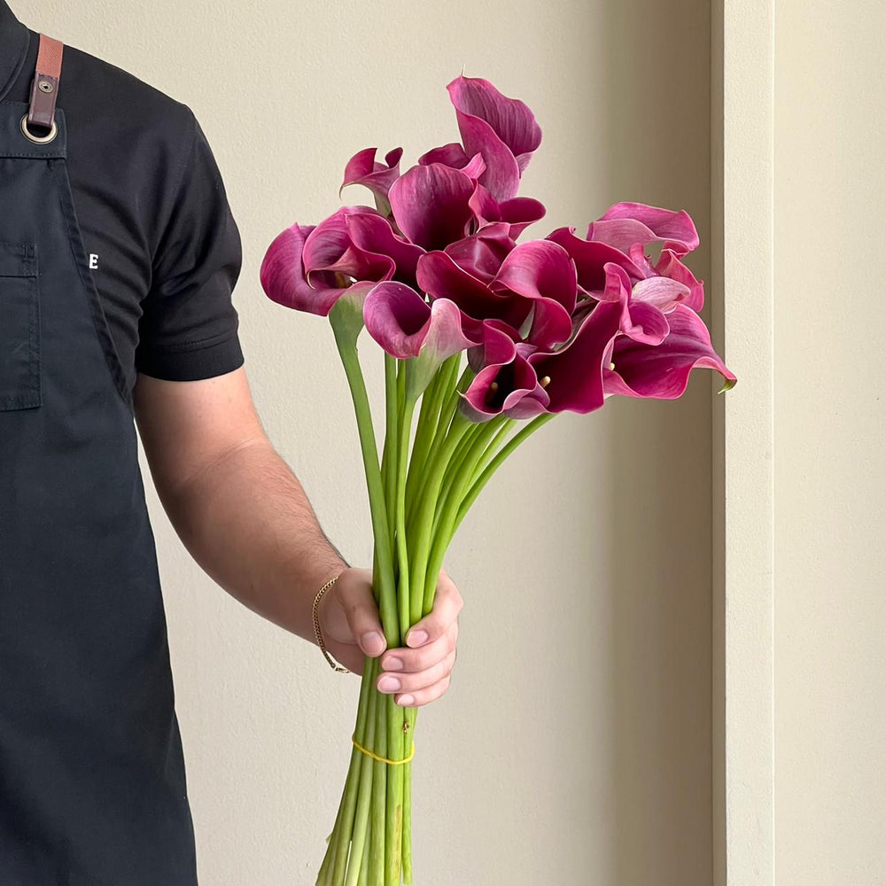 Calla Lilies - Captain Promise Pink