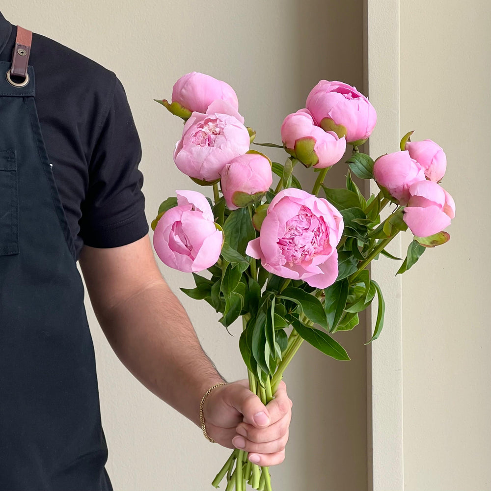Peonies - Angel Cheeks Blush Pink