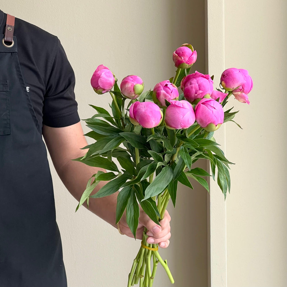 Peonies - Dr Alexander Fleming Rose Pink
