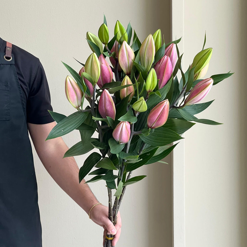 Lilies Oriental - Imax Pink XL