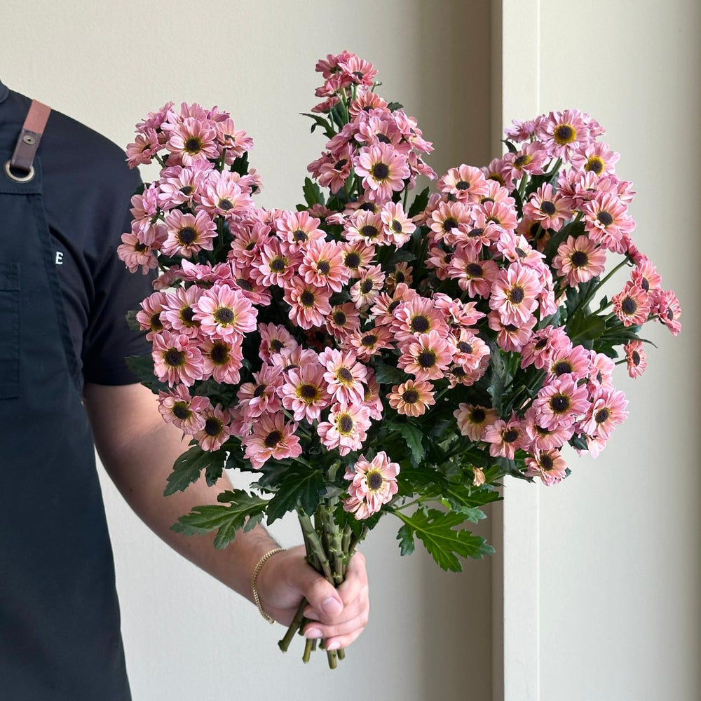 Chrysanthemum - Santini Yin Yang Smokey (15 stems)