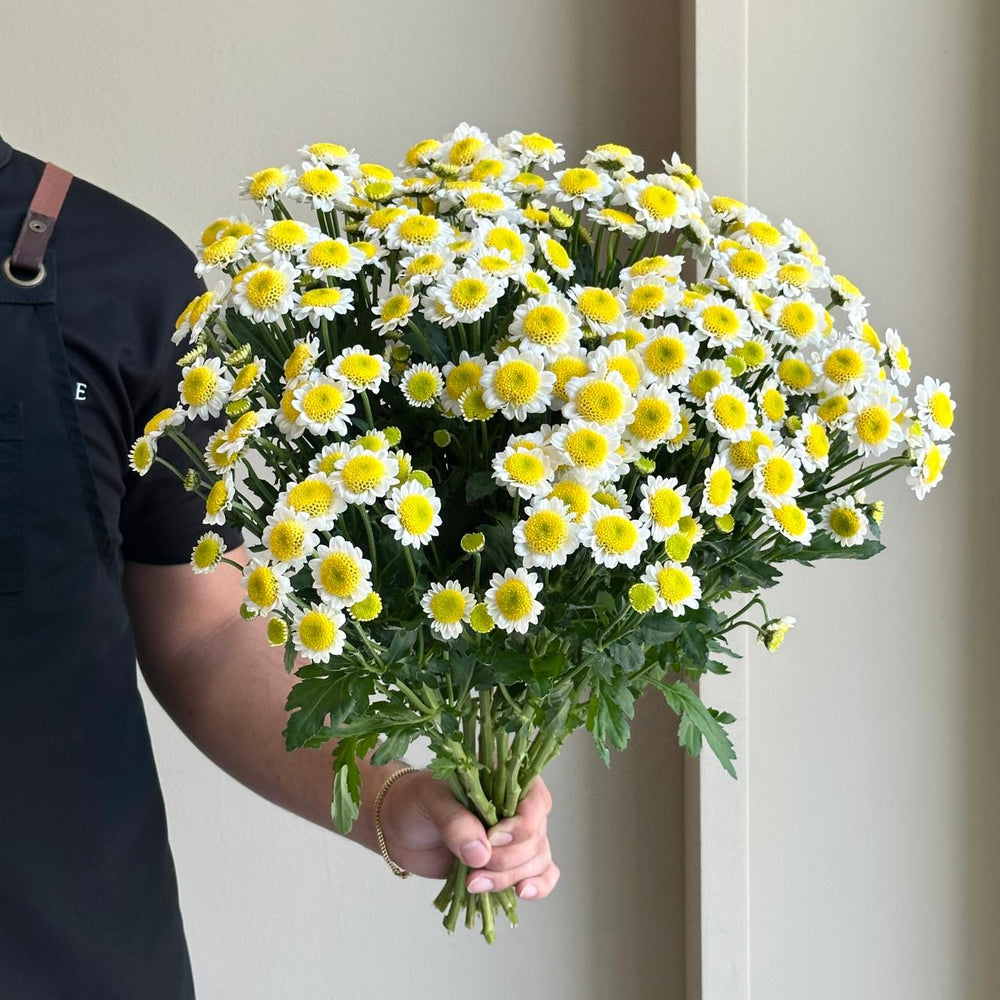 Chrysanthemums - Santini Sunny Side Up (15 Stem)