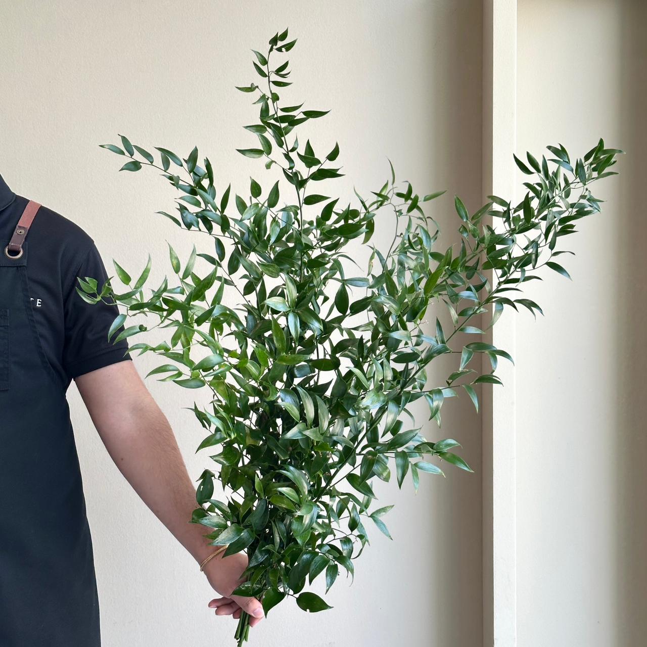 Italian Ruscus