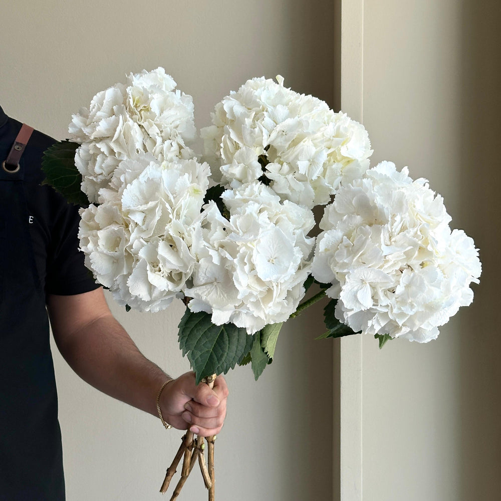 Hydrangeas - Schneeball White