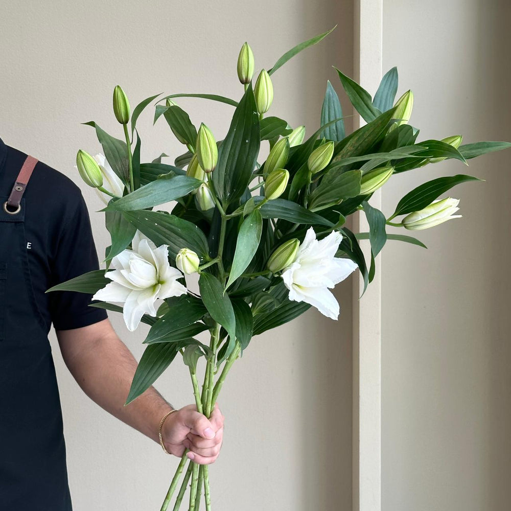 Lilies Oriental - Roselily Angela