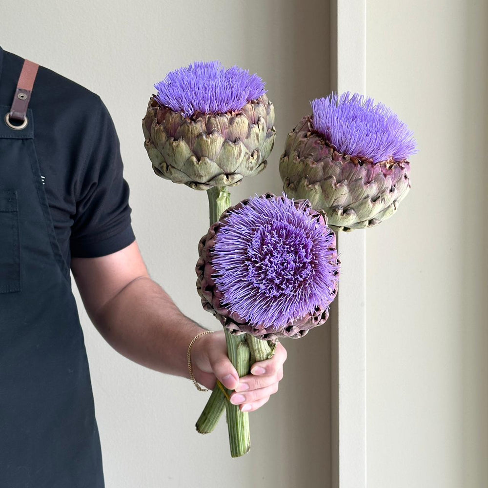 Cynara Paars Bloei