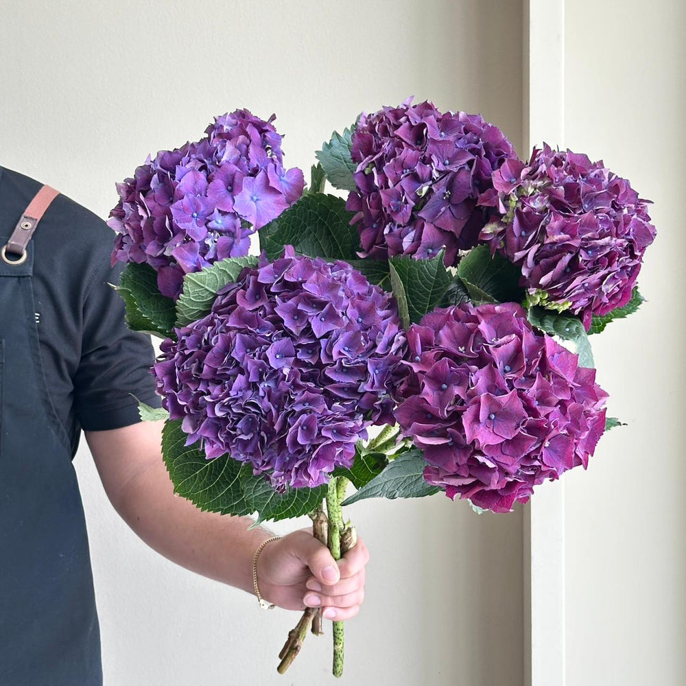 Hydrangeas - Mon Amour Paar