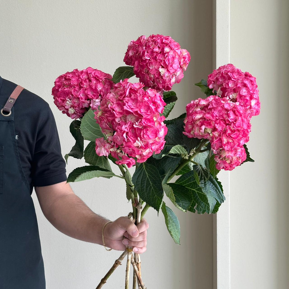 Hydrangeas - Royal Anastasia Pink