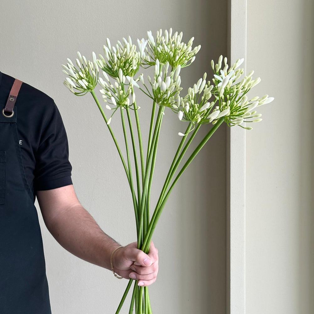 Agapanthus - Eyfori White | Florette Dubai