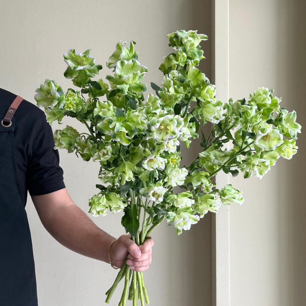 Campanula Evergreen Blue