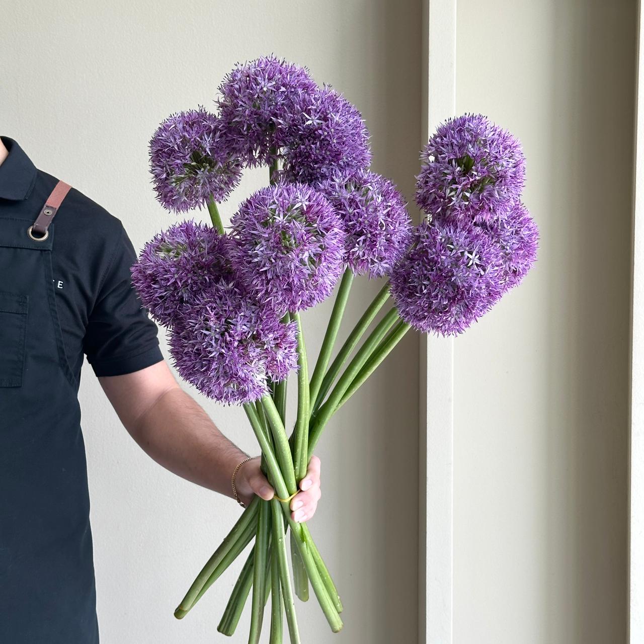 Allium - Globe Master