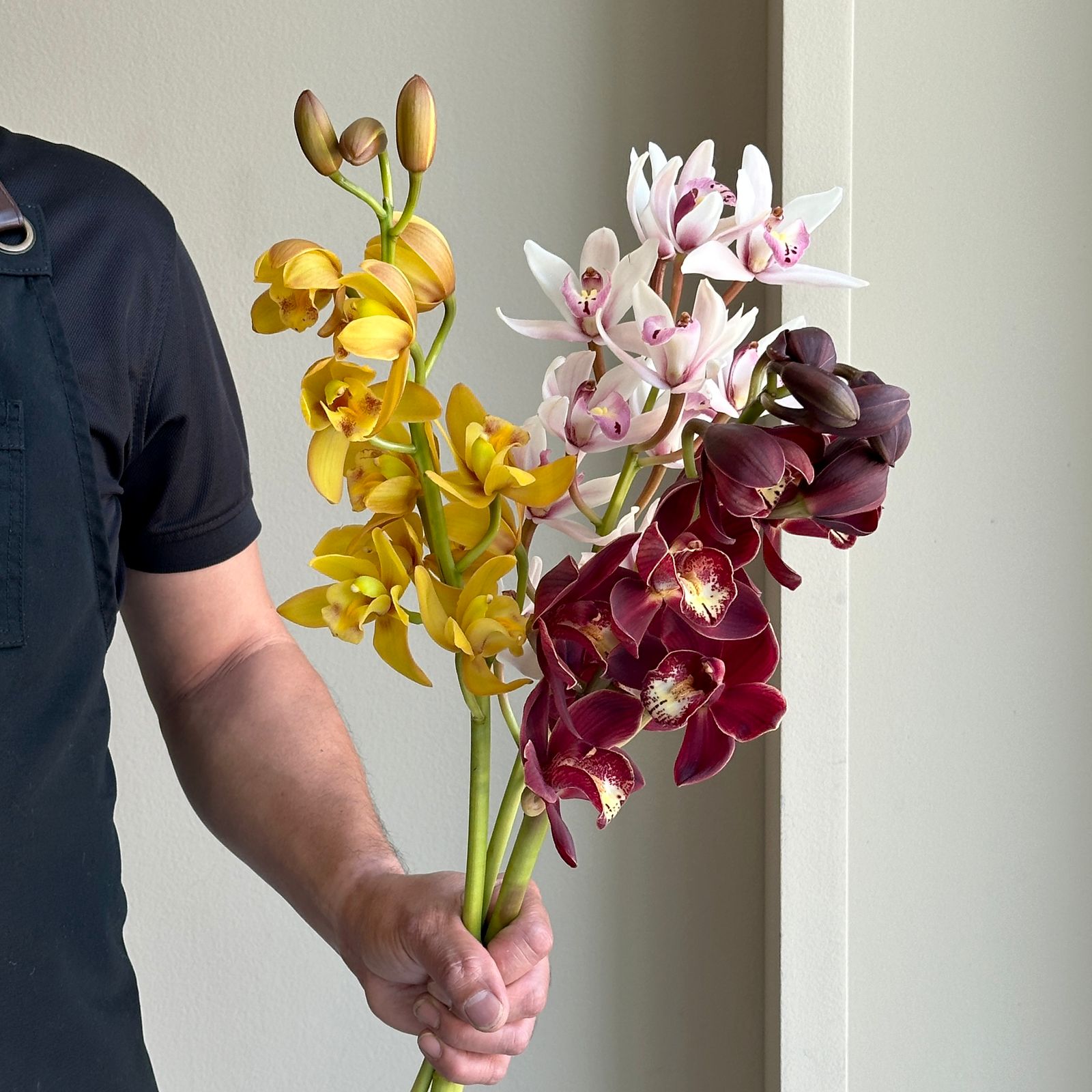 Cymbidium Mini - Carnival Mix